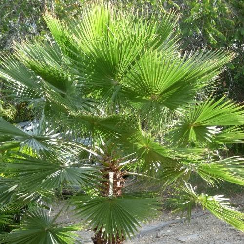 Washingtonia robusta