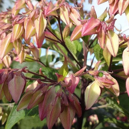 Clerodendrum trichotomum - Future Forests