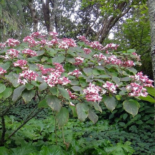 Clerodendrum trichotomum - Future Forests