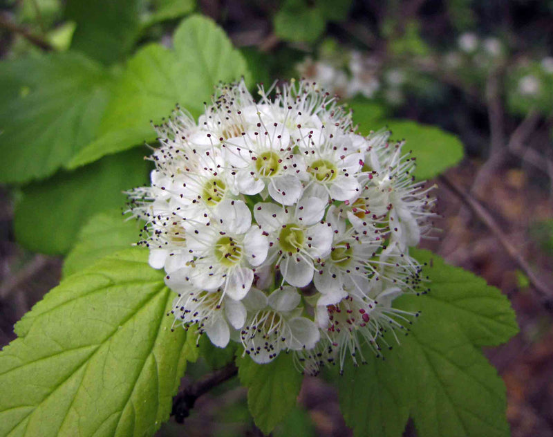 Physocarpus opulifolius Nugget