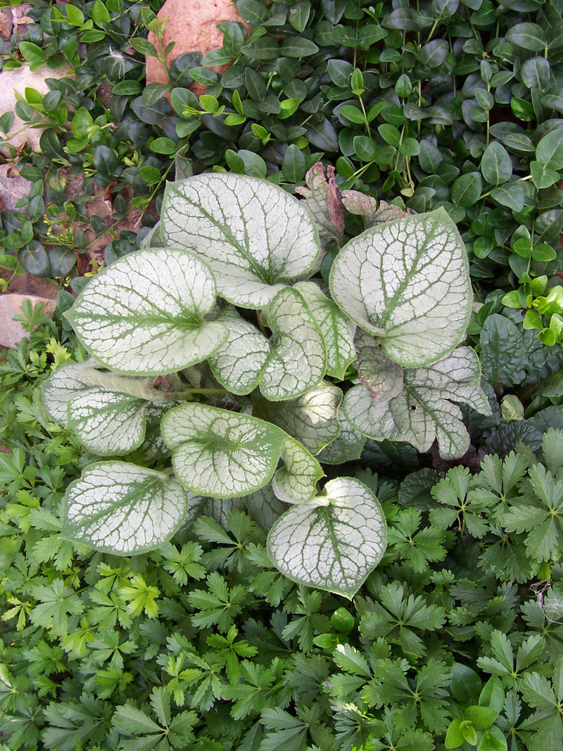 Brunnera macrophylla Jack Frost PBR