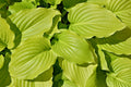 Hosta August Moon