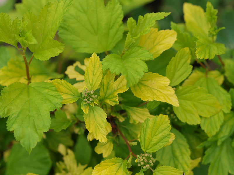 Physocarpus opulifolius Nugget