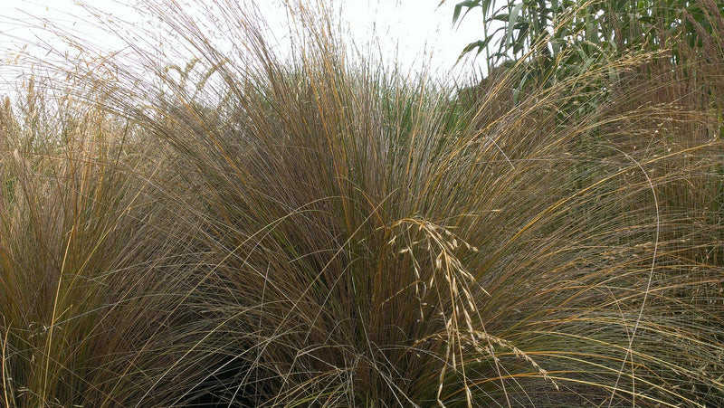 Chionochloa rubra