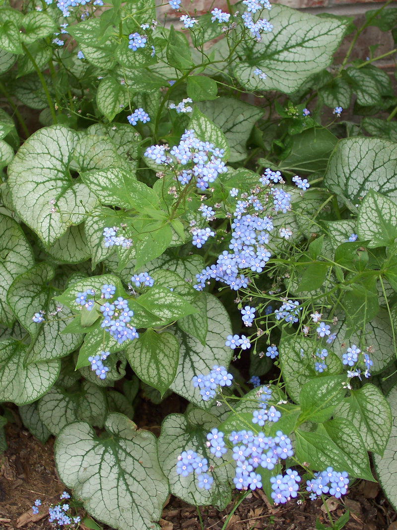 Brunnera macrophylla Jack Frost PBR