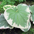 Brunnera macrophylla Dawson's White