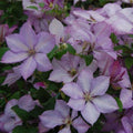 Clematis Margaret Hunt