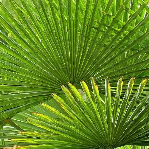 Chamaerops humilis