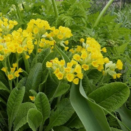 Primula veris Cabrillo