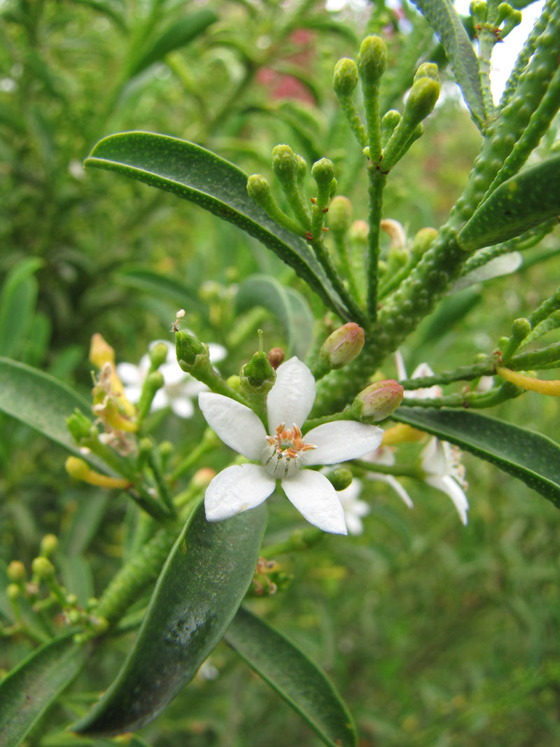 Philotheca myoporoides