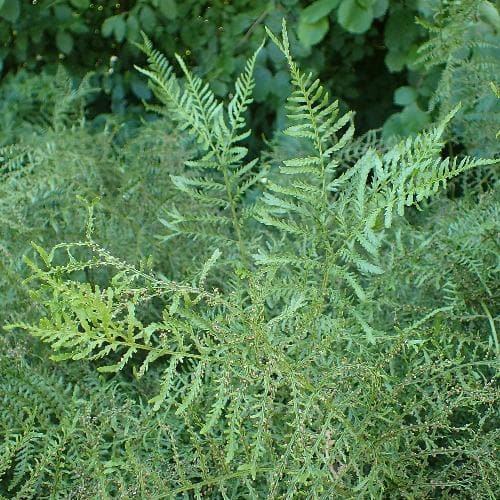 Dryopteris filix-mas Linearis Polydactyla