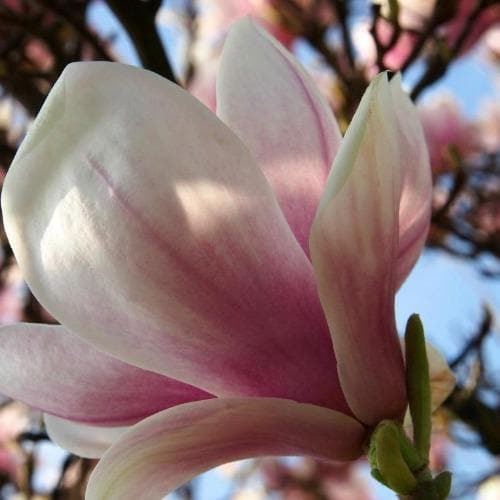 Magnolia Fairy Blush®