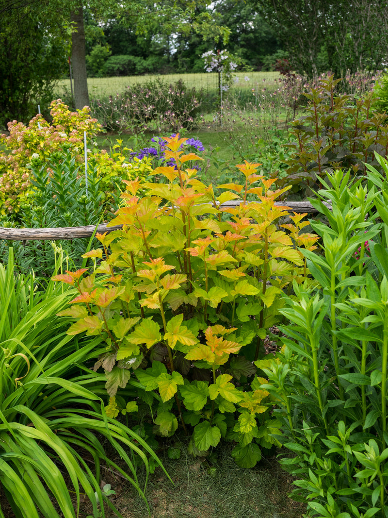 Physocarpus opulifolius Nugget