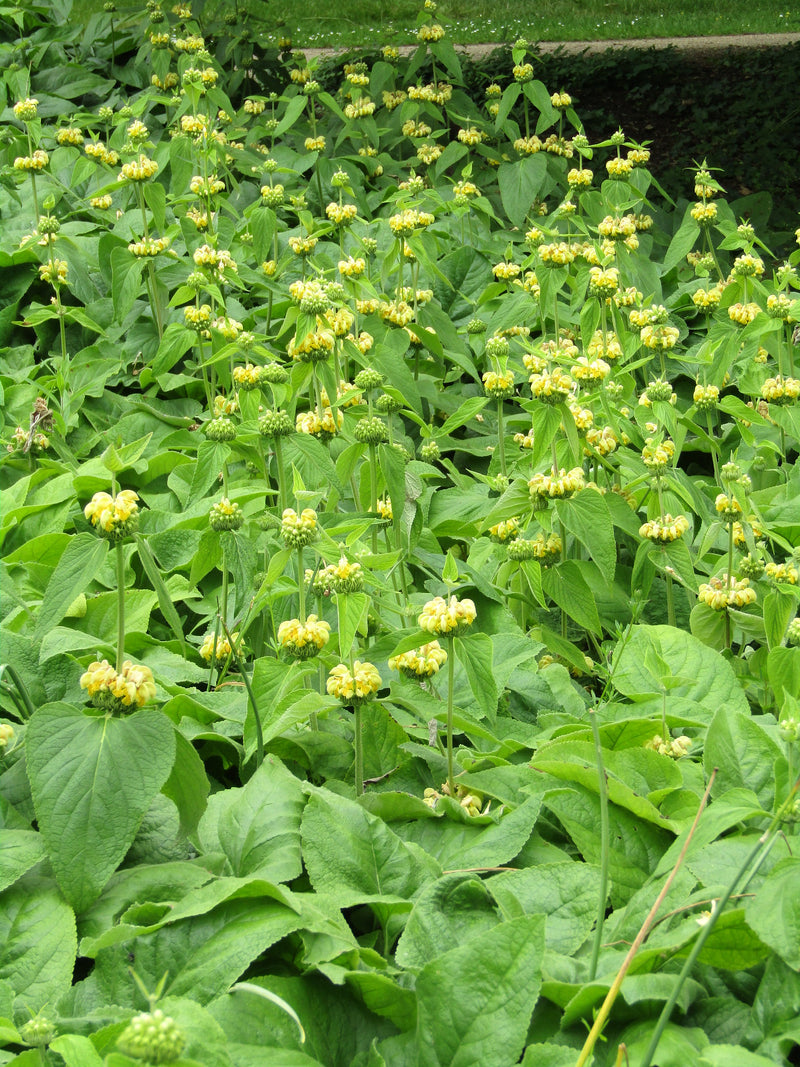 Phlomis russeliana