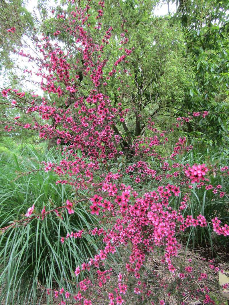 Leptospermum scoparium (Nanum Group) Kiwi