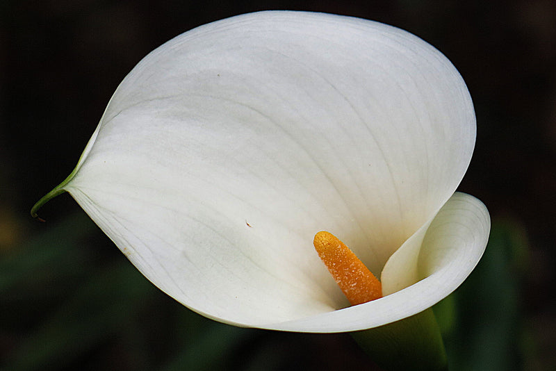 Zantedeschia aethiopica