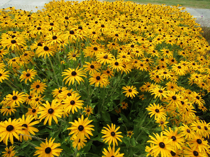 Rudbeckia fulgida var. deamii