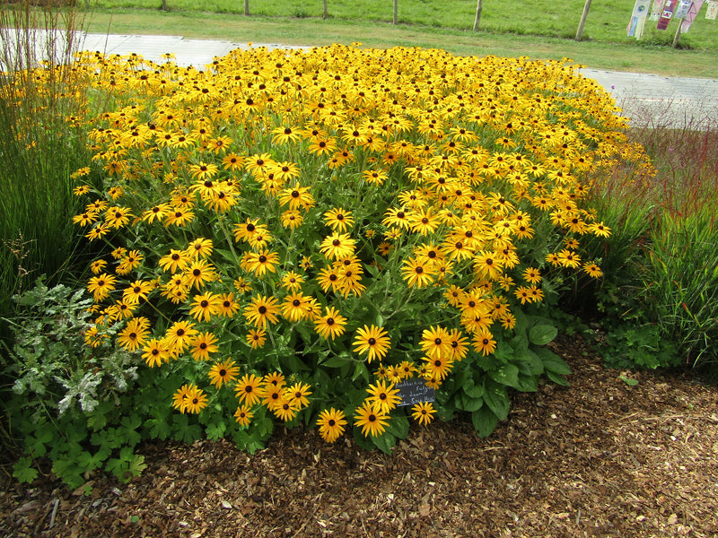 Rudbeckia fulgida var. deamii