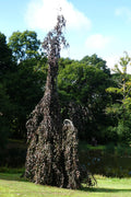 Fagus sylvatica Purple Fountain