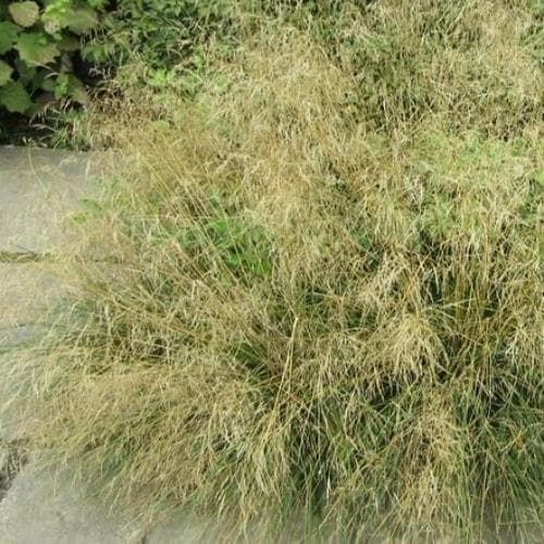 Deschampsia cespitosa Goldtau