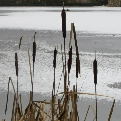 Typha latifolia - Bullrush