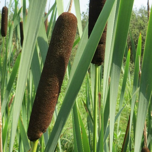 Typha latifolia - Bullrush