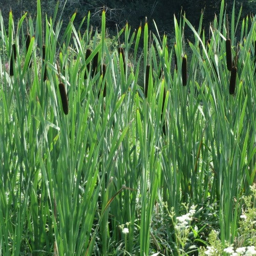 Typha latifolia - Bullrush