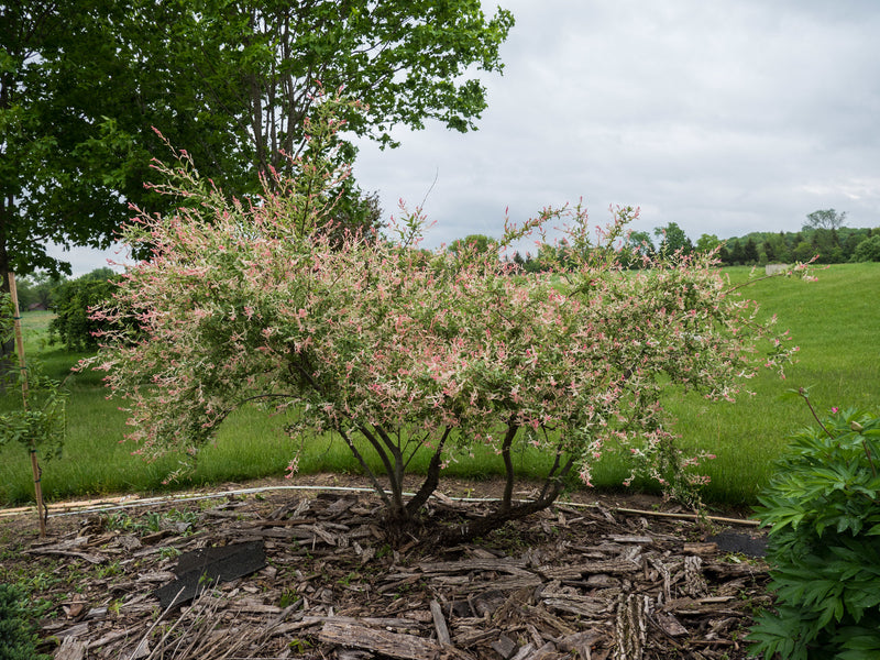 Salix integra Hakuro-nishiki