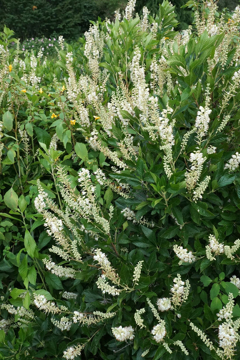 Clethra alnifolia Hummingbird