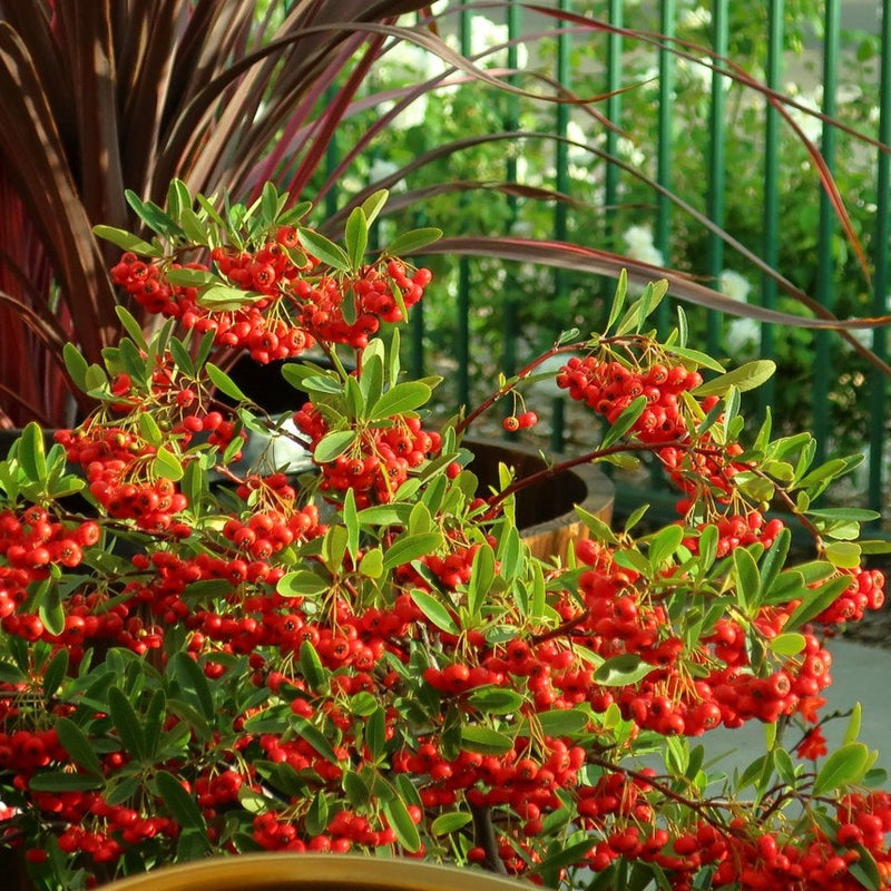 Pyracantha coccinea Red Cushion