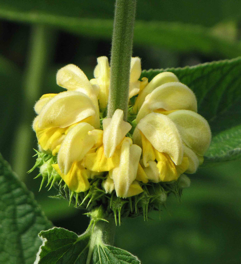 Phlomis russeliana