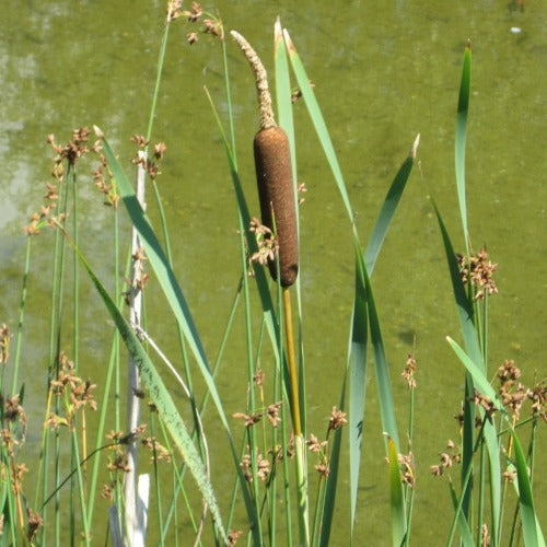 Typha latifolia - Bullrush