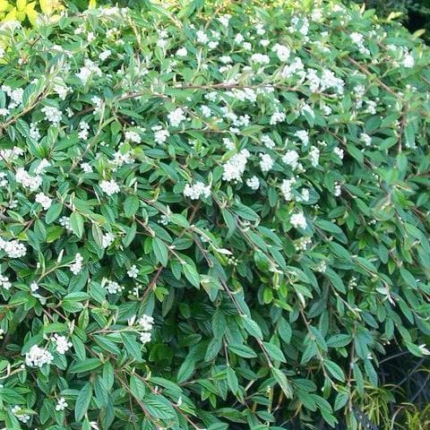 Cotoneaster salicifolius repens - Future Forests