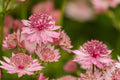 Astrantia Roma