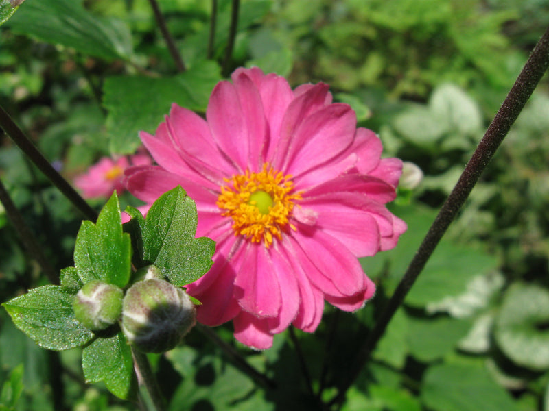 Anemone hupehensis var. japonica Prinz Heinrich