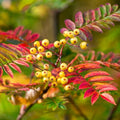 Sorbus aucuparia Autumn Spire