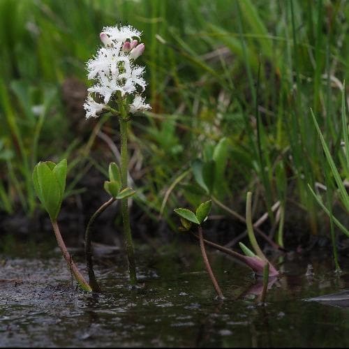 Menyanthes trifoliata - Bogbean