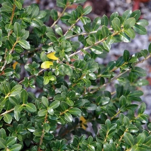 Ilex crenata Dark Green Pot | 9cm Pot / Young plant / Not provided