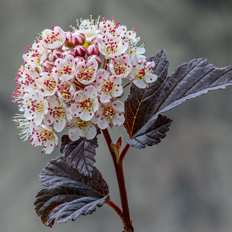 Physocarpus opulifolius Little Angel