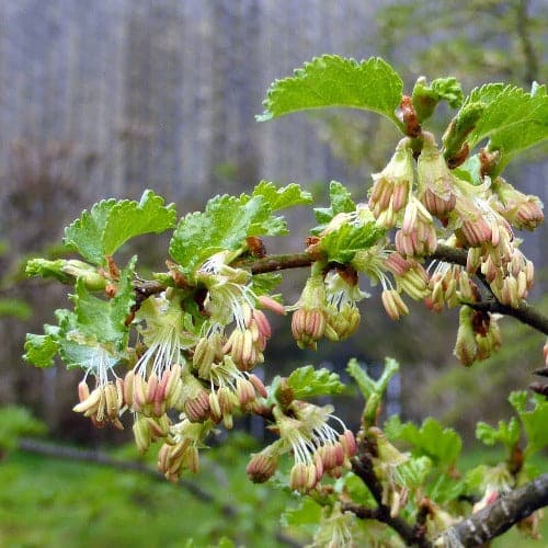 Nothofagus antarctica