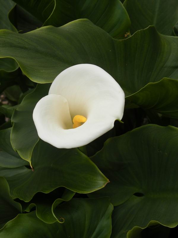 Zantedeschia aethiopica