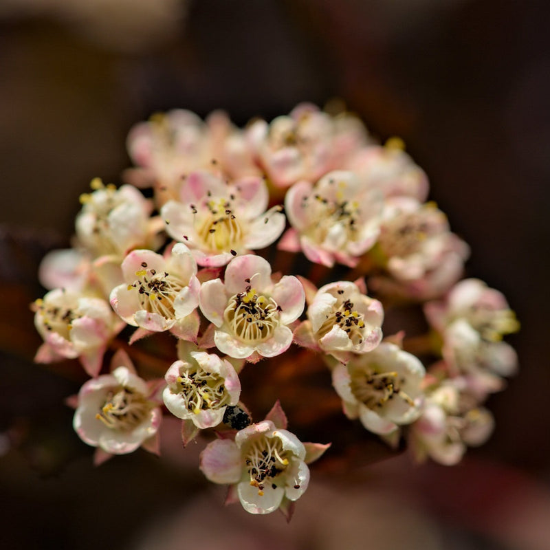 Physocarpus opulifolius Little Angel