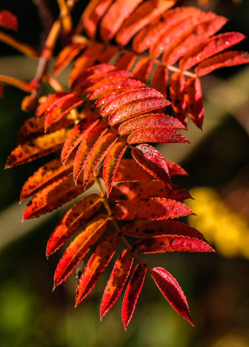 Sorbus discolor