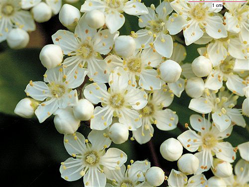 Pyracantha coccinea Red Cushion