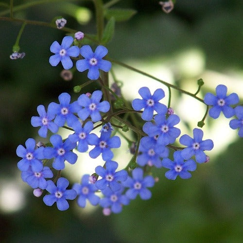 Brunnera macrophylla Dawson's White