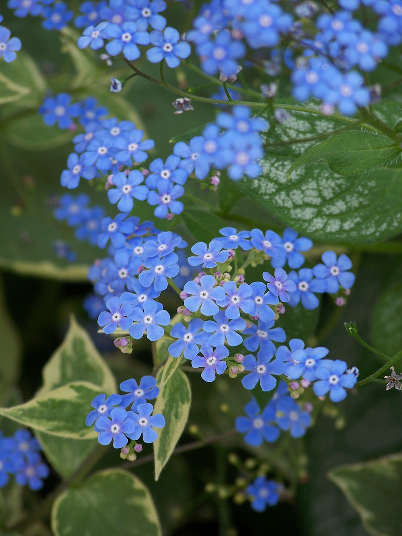 Brunnera macrophylla Jack Frost PBR