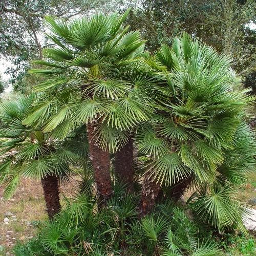 Chamaerops humilis