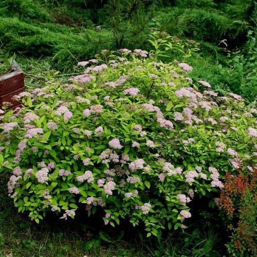 Spiraea japonica Golden Princess