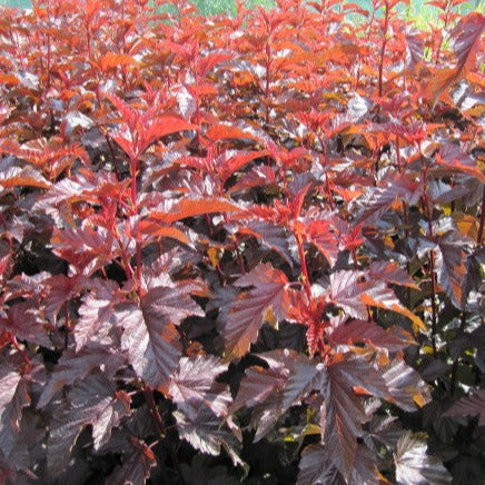 Physocarpus opulifolius Little Angel