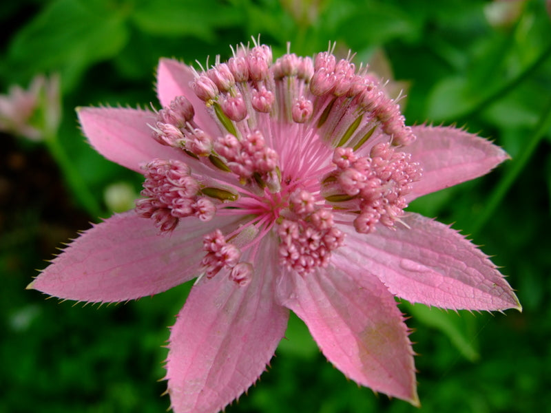 Astrantia Roma